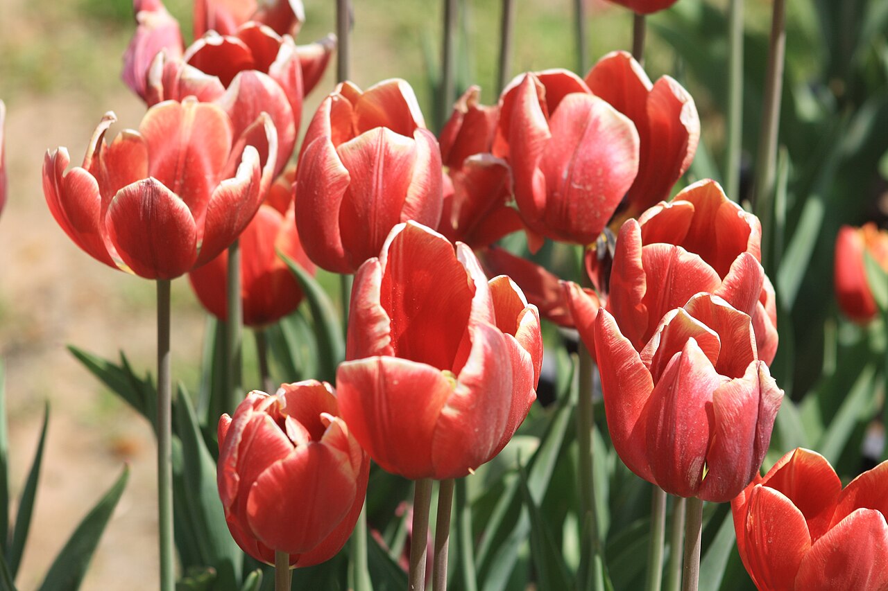 Close up of a single colorful tulip