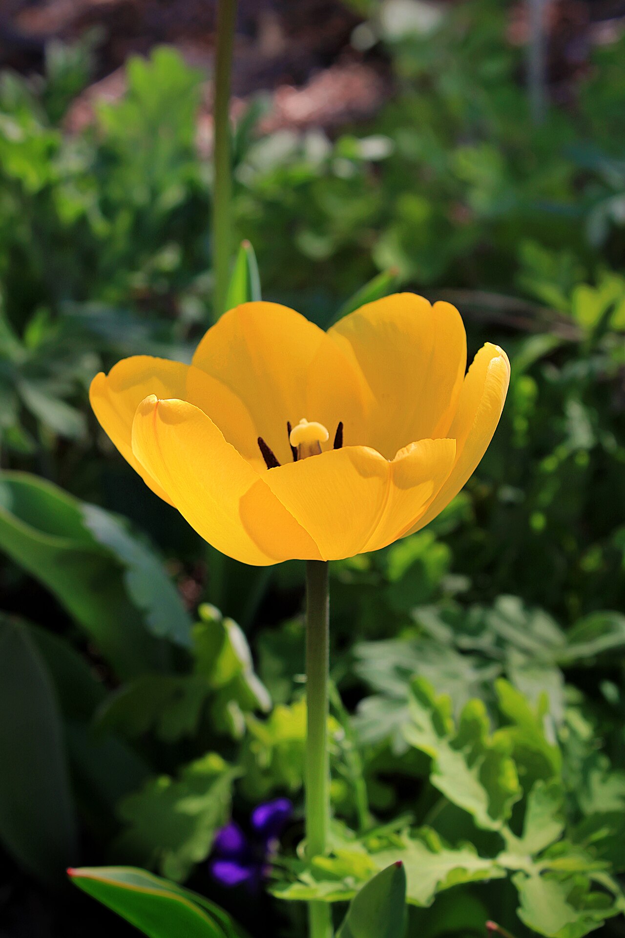 Morning sun shining on the tulips