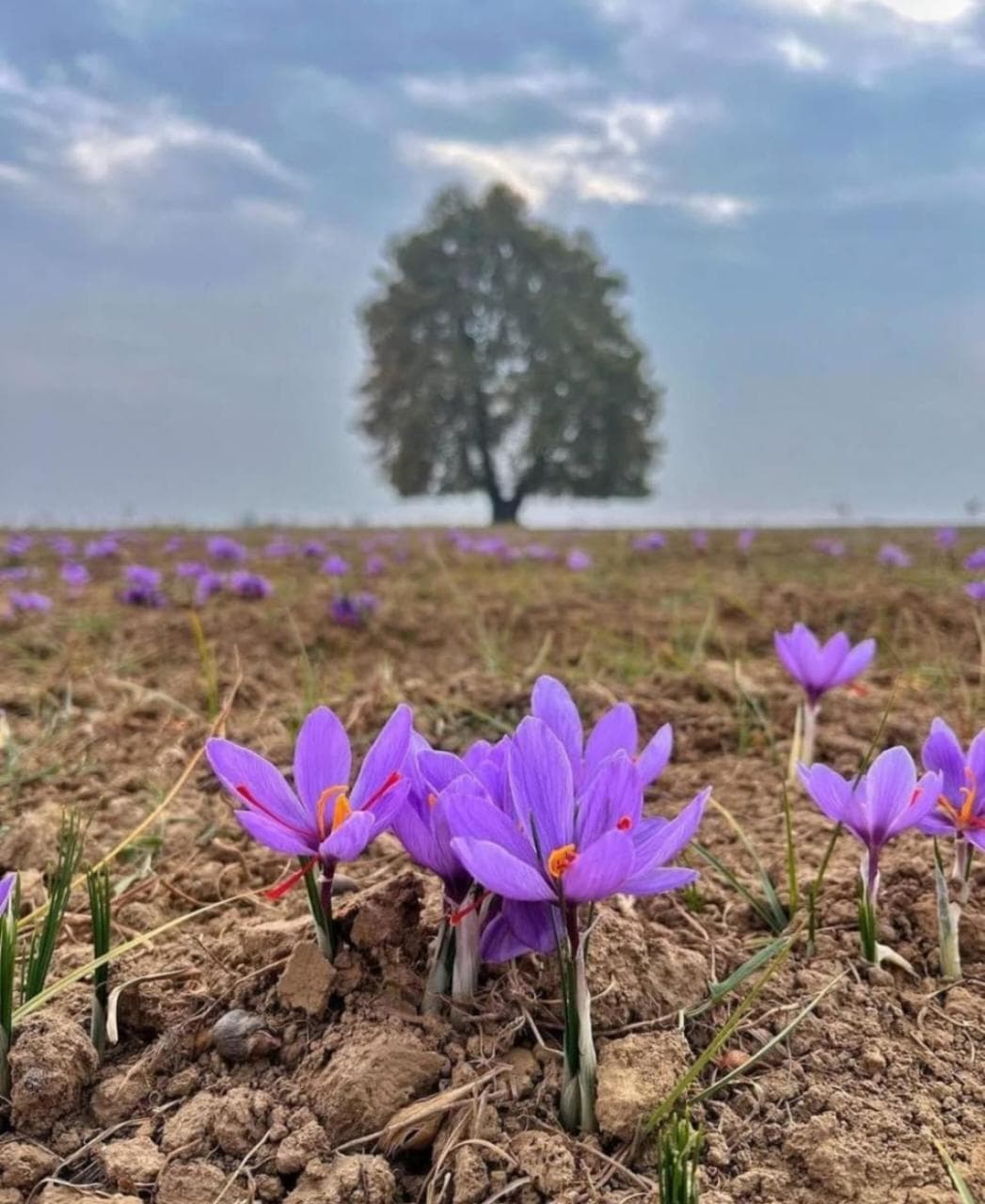 Purple saffron crocus flowers blooming in Pampore fields during autumn