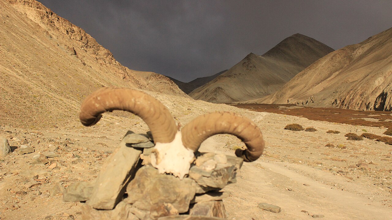Trekking in the Markha Valley