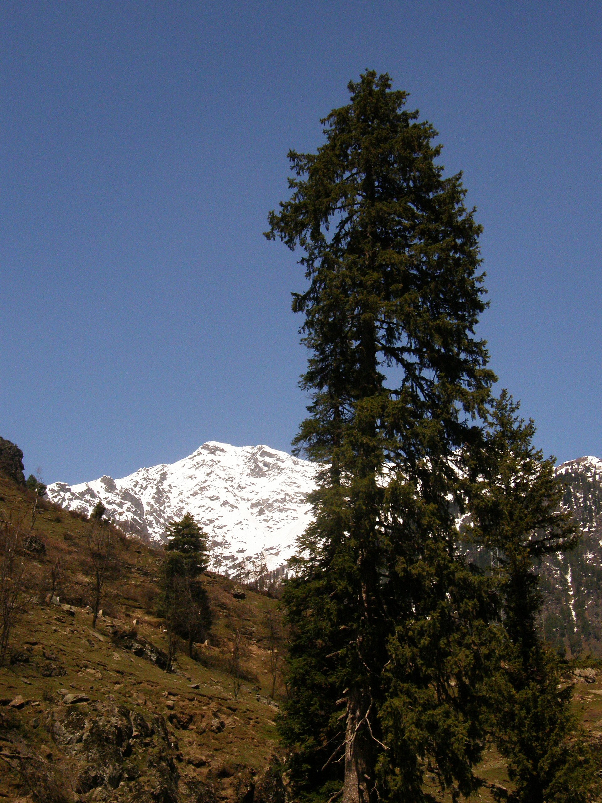 Panoramic view of green meadow and mountains in Betaab Valley.