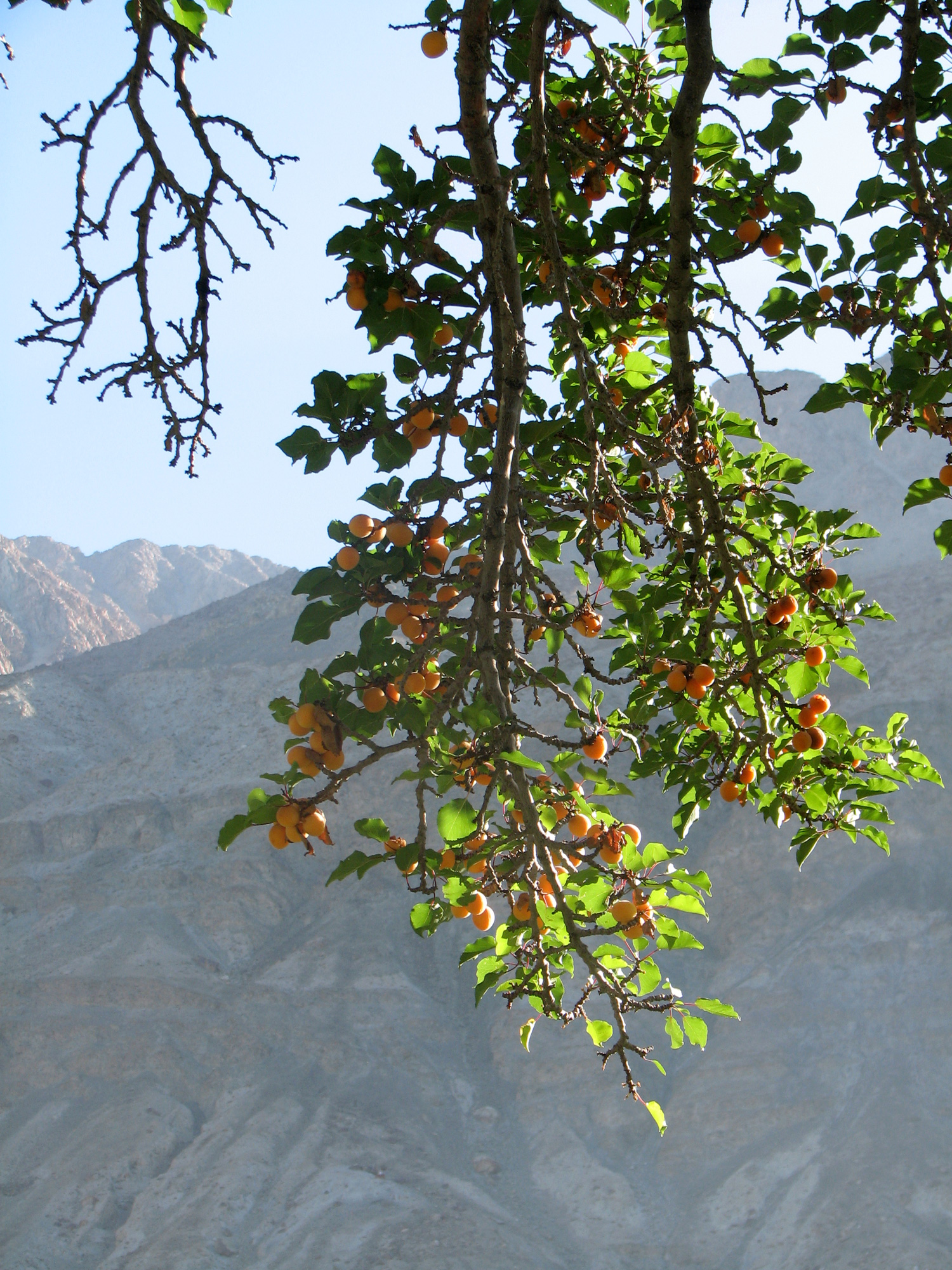 Apricots drying on a rooftop in a village