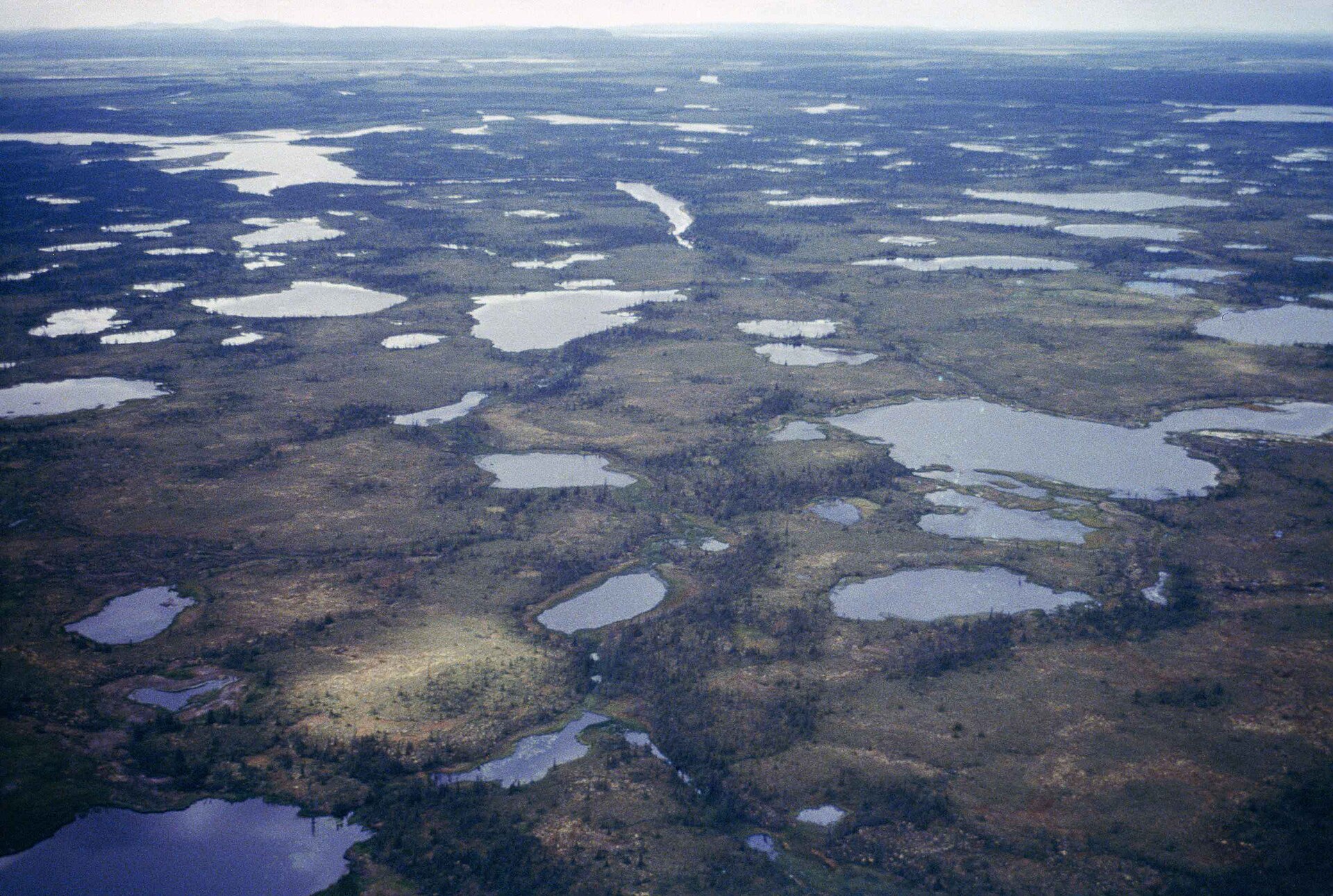 View of the forest and wetland areas