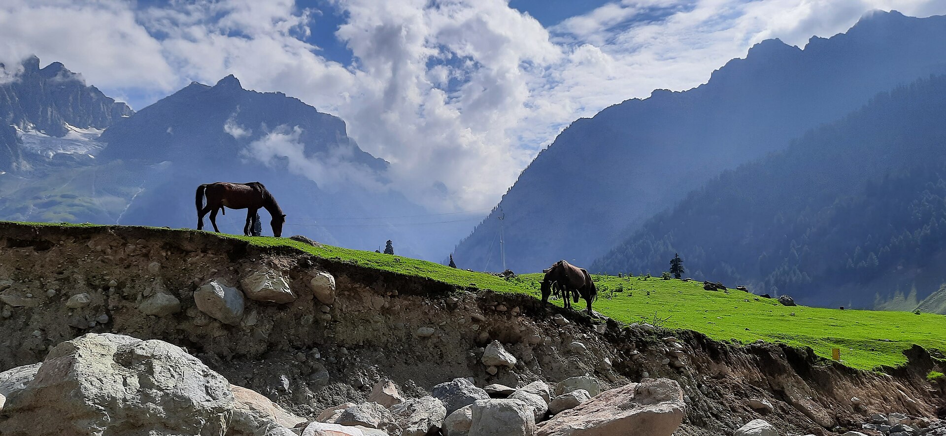 A sprawling green meadow in the Kashmir valley with wildflowers.