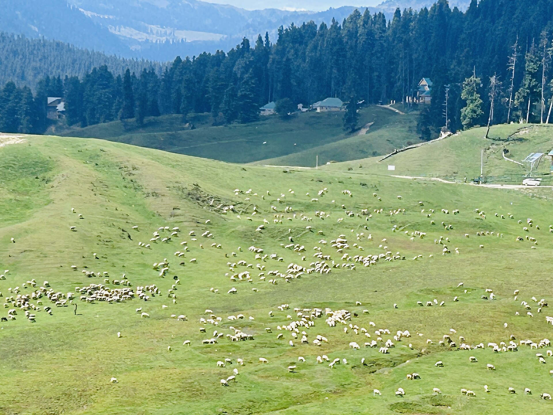Vibrant wildflowers in the Gulmarg meadow