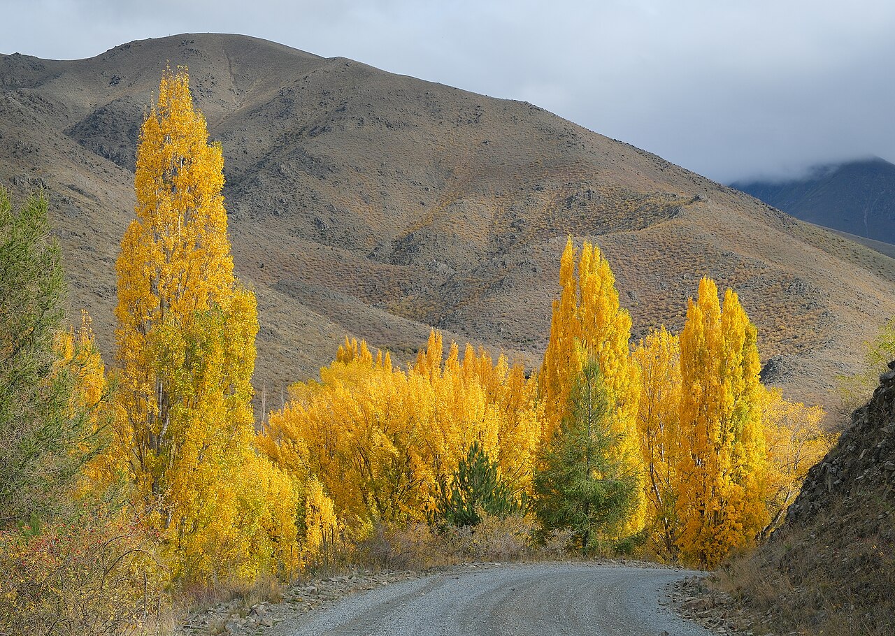 Golden willow trees lining the banks of a Kashmir wetland in autumn