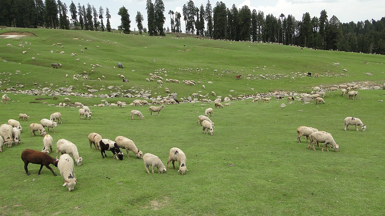 Ponies grazing on green grass in a wide mountain valley