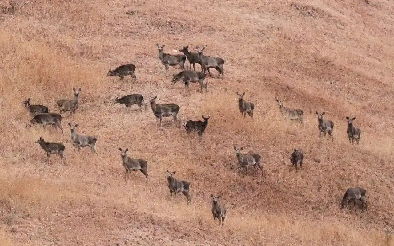 Dachigam National Park in summer — view 2, Srinagar district, Kashmir