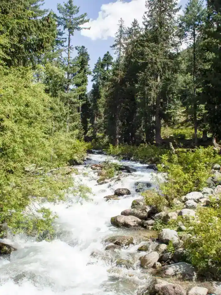 Daksum — deep forest and the bringhi river, Anantnag district, Kashmir