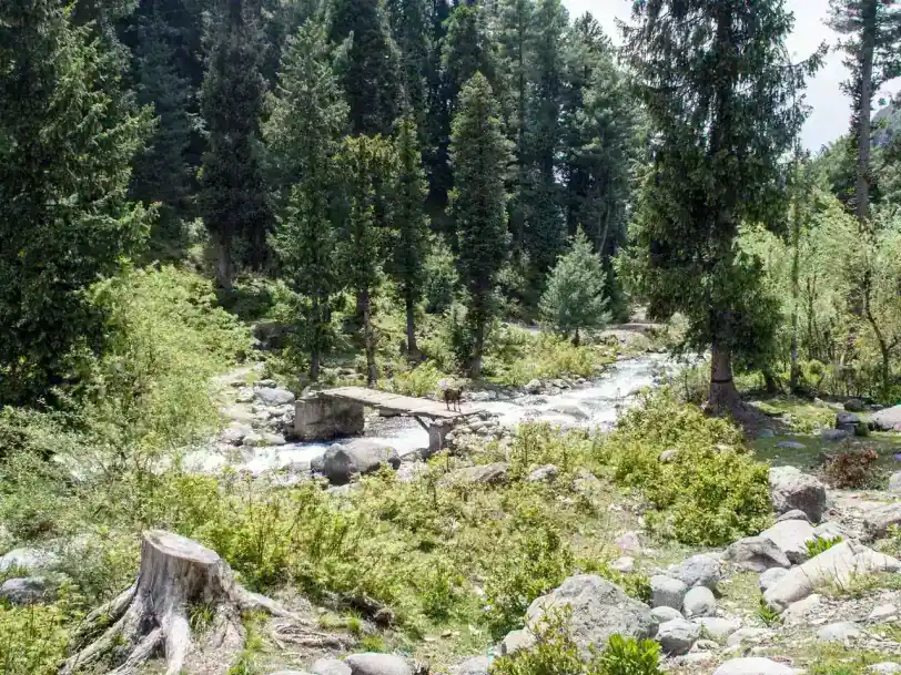 Daksum in summer — view 1, Anantnag district, Kashmir