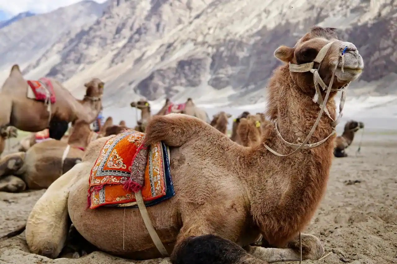 Nubra Valley in summer — view 1, Leh district, Ladakh