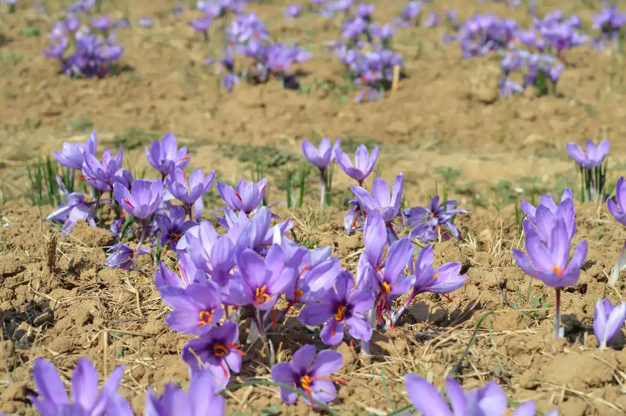 Pampore Saffron Fields — the world's most expensive spice, grown on a plateau, Pulwama district