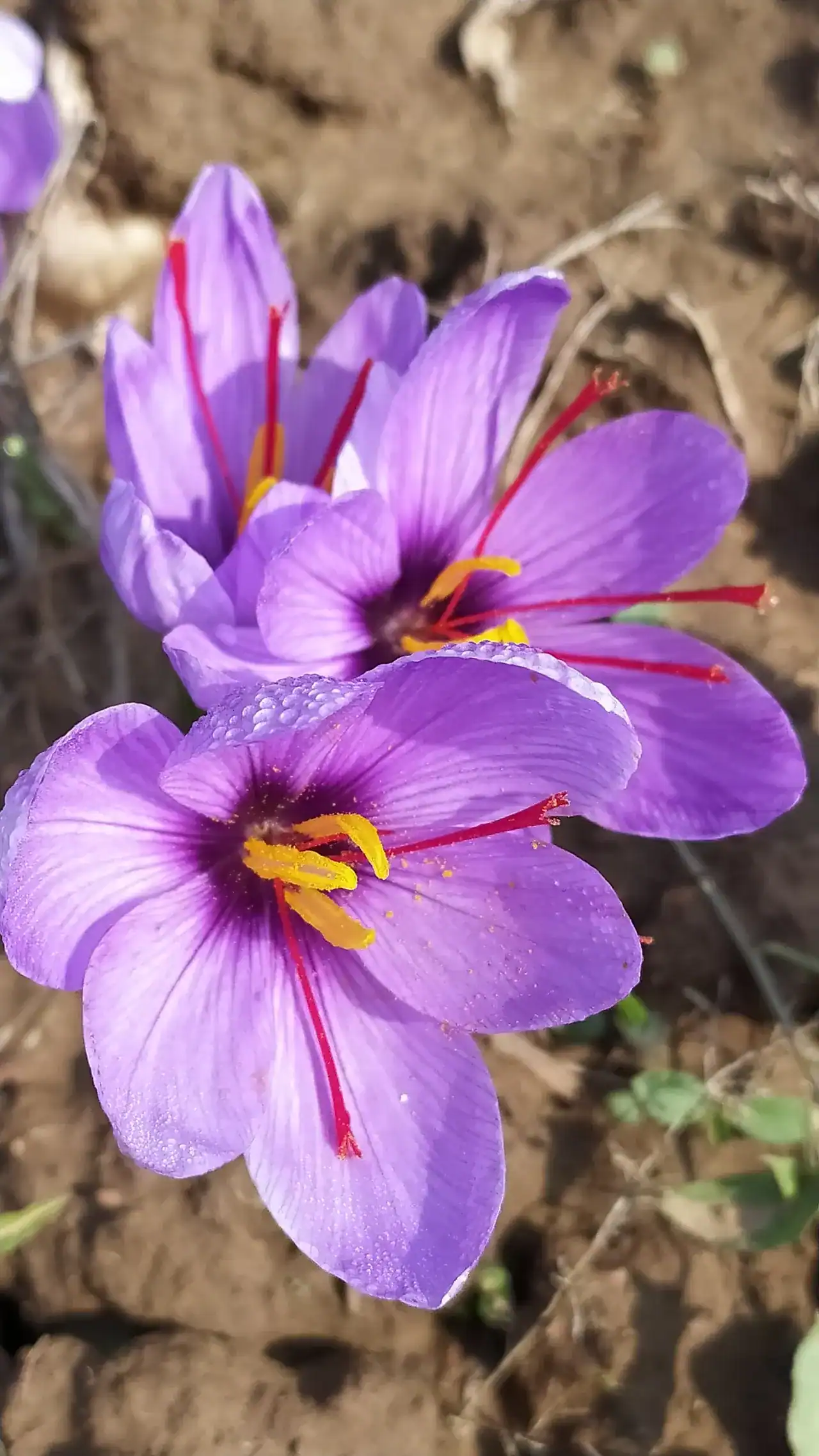 Pampore Saffron Fields in summer — view 1, Pulwama district, Kashmir
