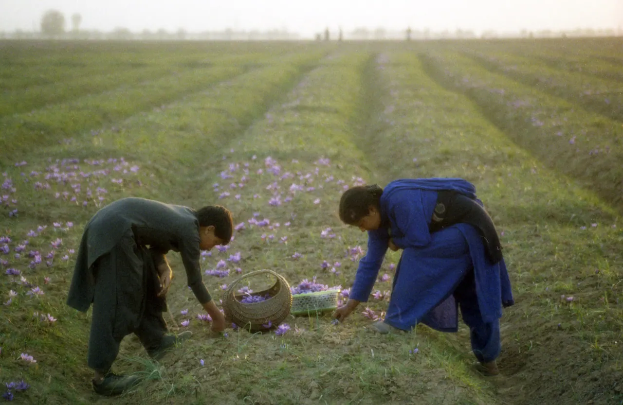 Pampore Saffron Fields in summer — view 2, Pulwama district, Kashmir