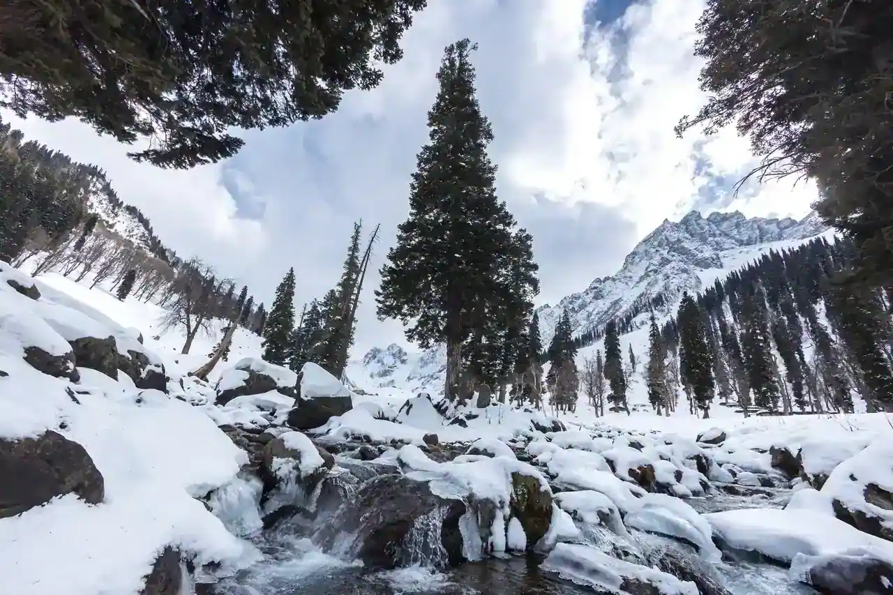 Pampore Saffron Fields under snow — view 1, Pulwama district, Kashmir