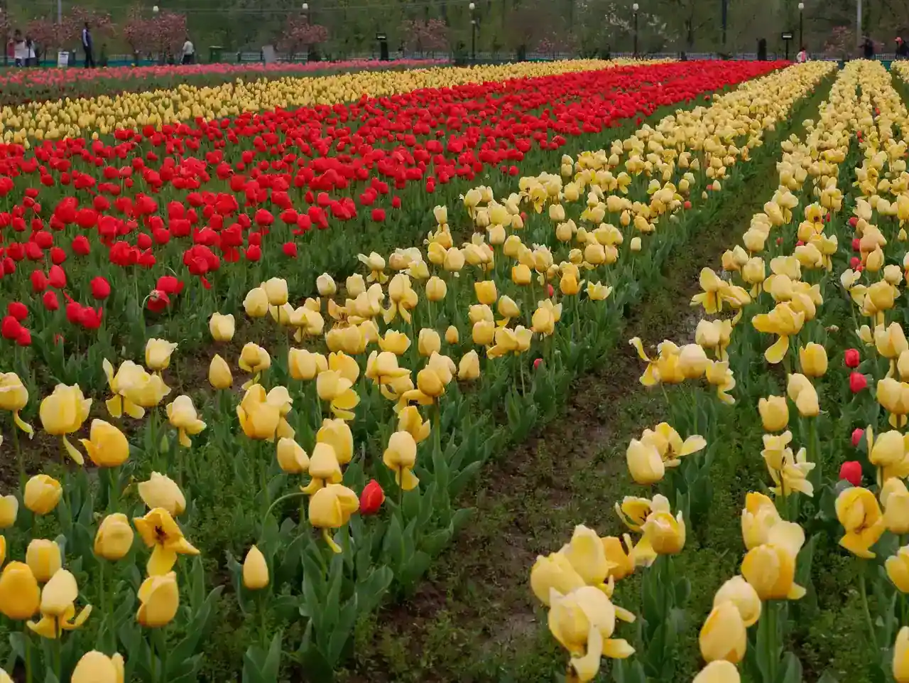 Indira Gandhi Tulip Garden — 1.7 million tulips, three weeks a year, Srinagar district, Kashmir