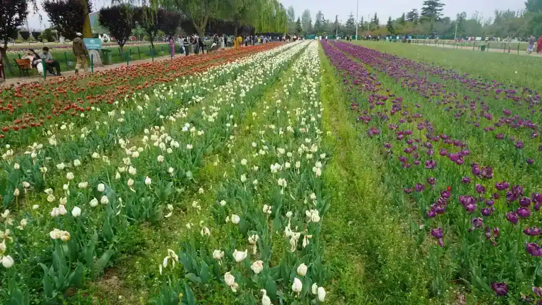 Indira Gandhi Tulip Garden in summer — view 1, Srinagar district, Kashmir