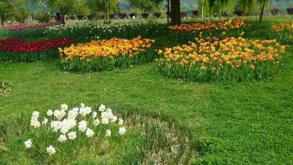 Indira Gandhi Tulip Garden in summer — view 3, Srinagar district, Kashmir